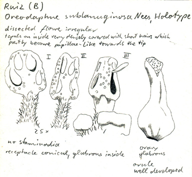 Vorschaubild Oreodaphne sublanuginosa Nees